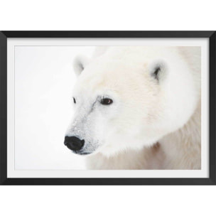 Affiche photo ours blanc polaire Affiche + cadre en bois - Noir