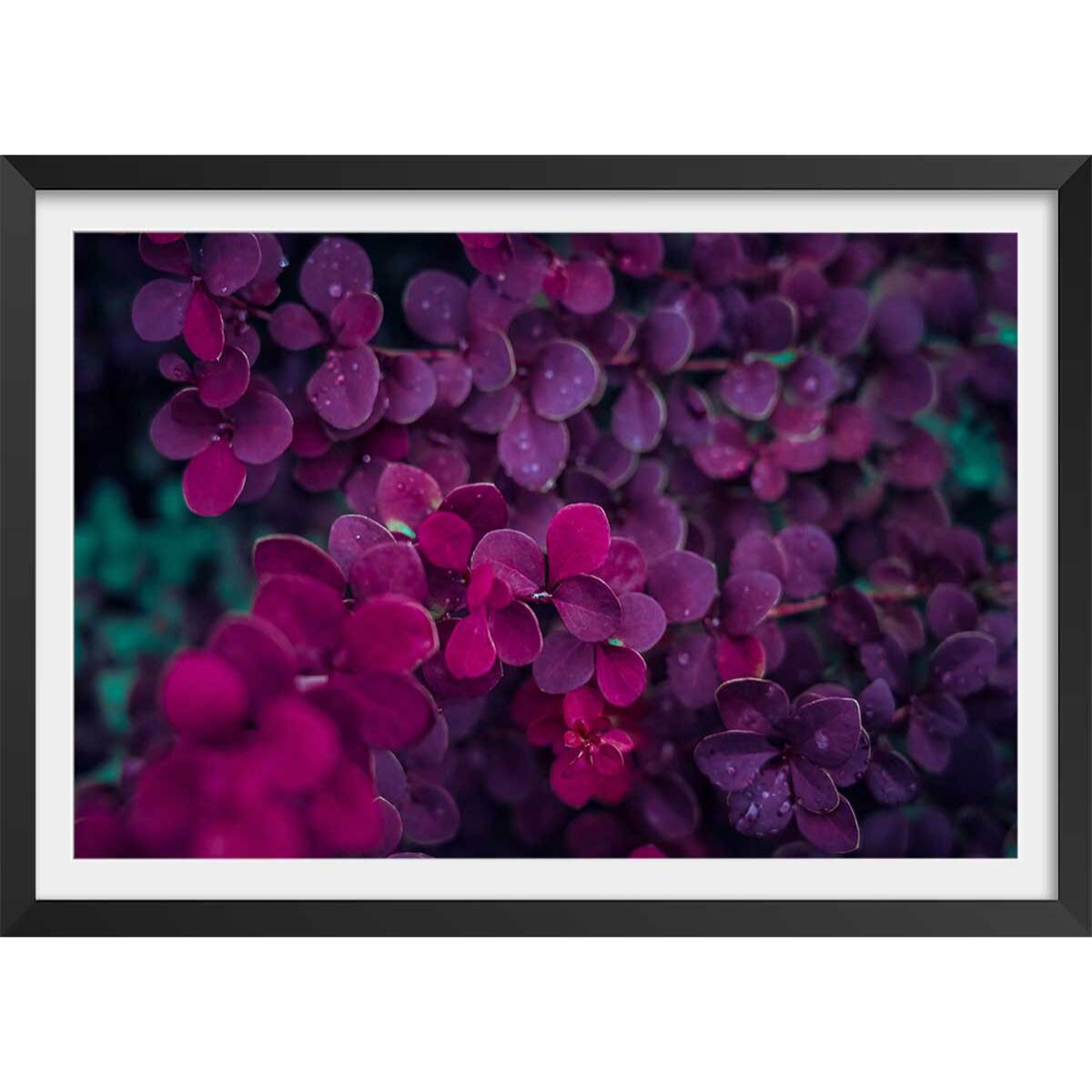 Affiche fleurs de lilas au printemps Affiche + cadre en bois - Noir