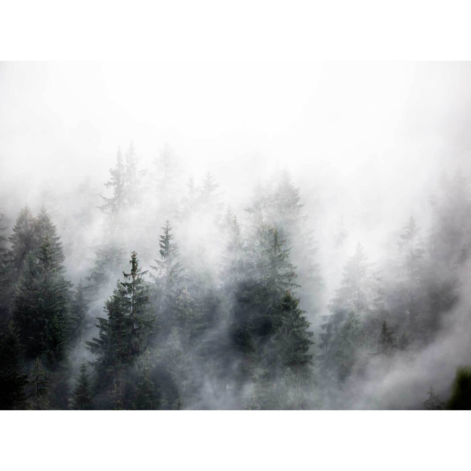 Papier peint bois sous la brume Intissé