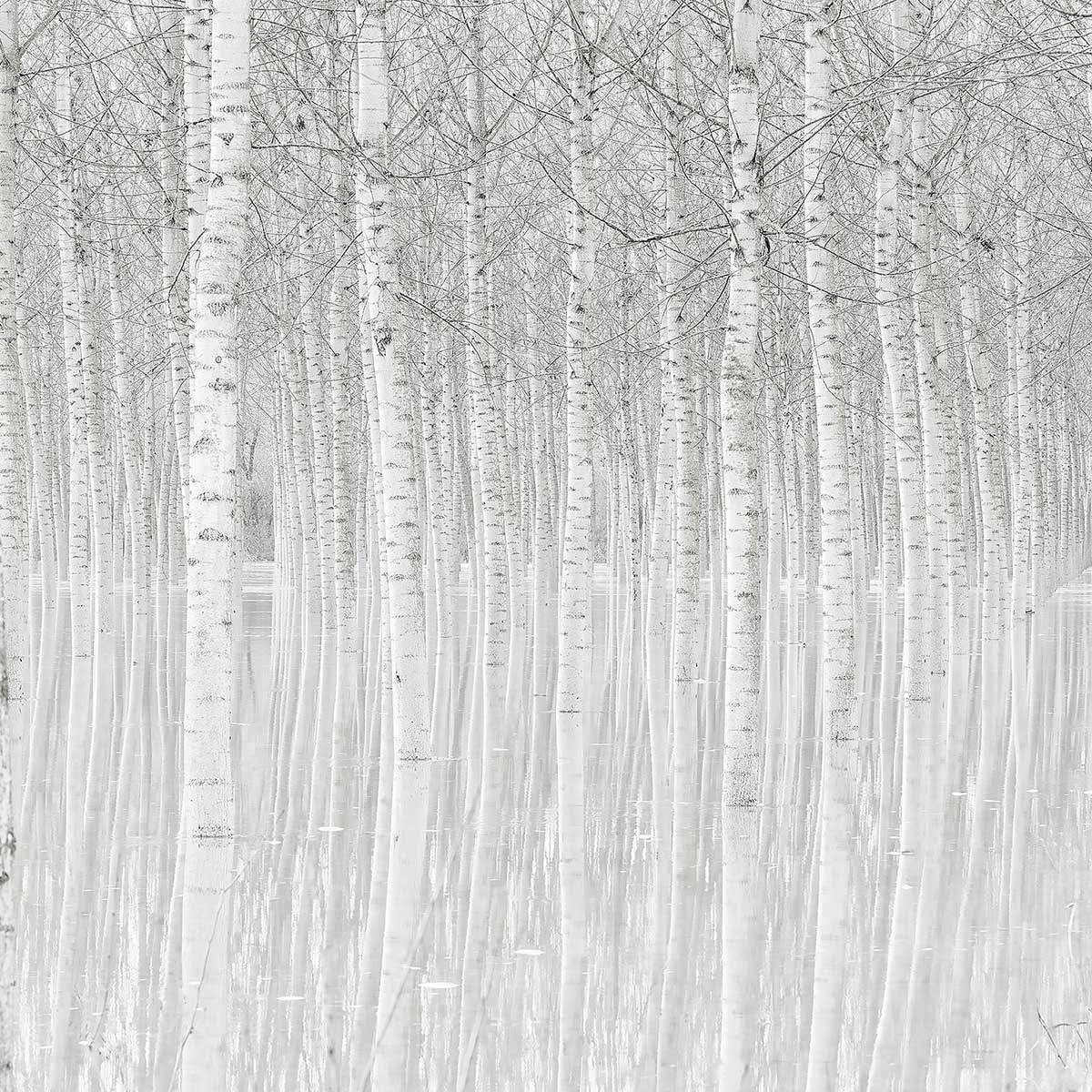 Affiche nature perspective trees Affiche sous cadre noir