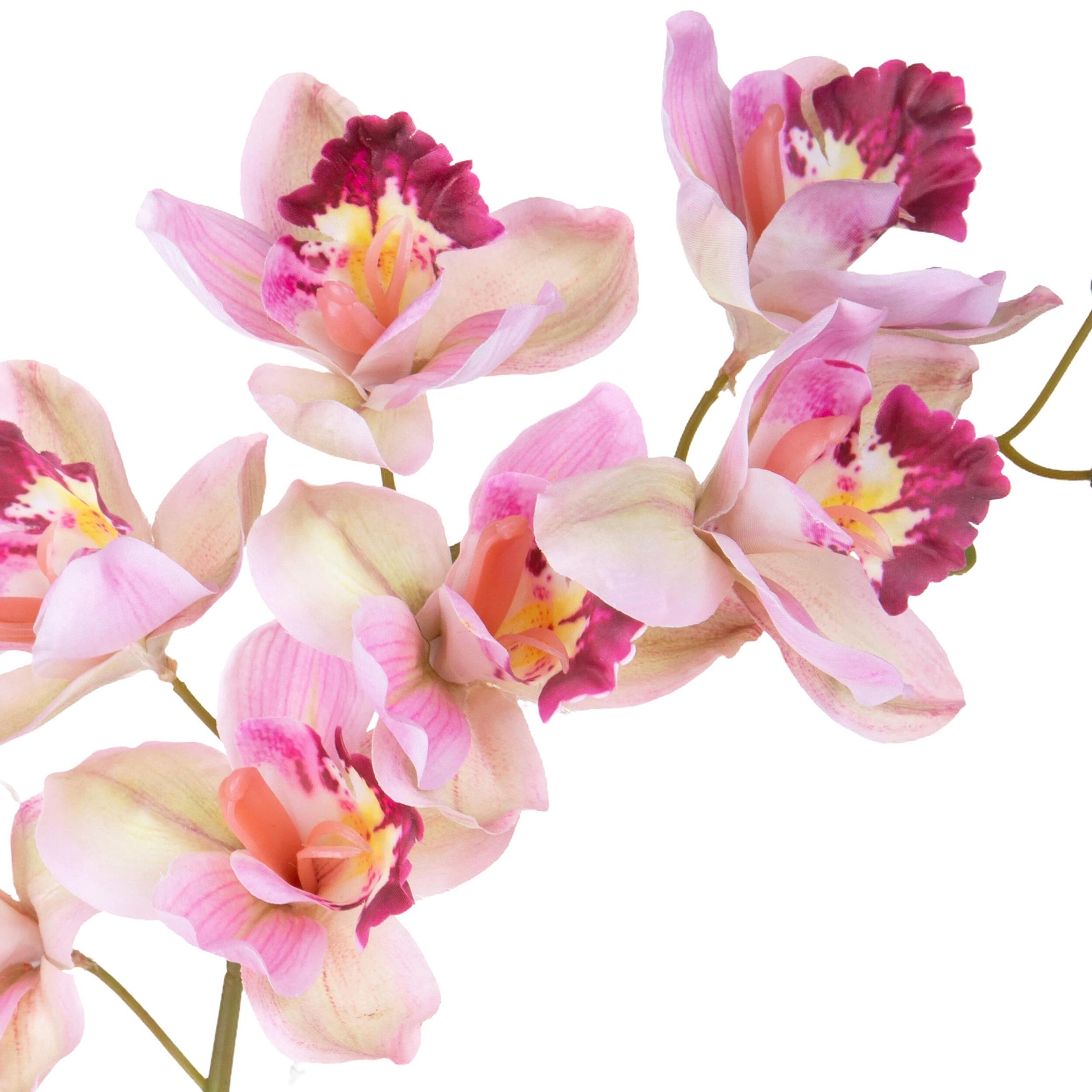 Cymbidium - Pezzi 3 - Colore: Rosa - Bianchi Dino