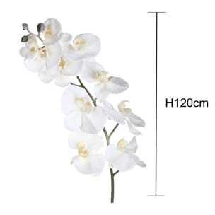 Phalenopsis inn - Pezzi 12 - 26xH120x24cm - Bianchi Dino SpA