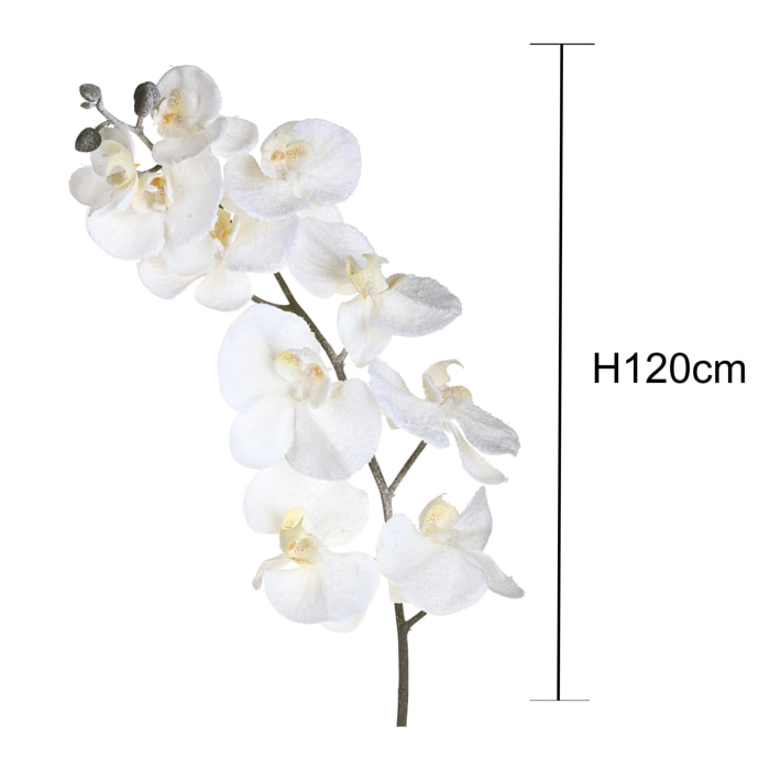 Phalenopsis inn - Pezzi 12 - 26xH120x24cm - Bianchi Dino SpA