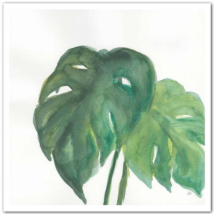 Affiche Plante monstera watercolor Affiche seule