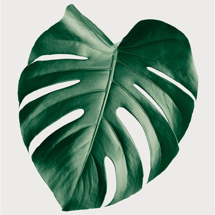 Tableau monstera perfect Toile imprimée