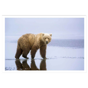 Affiche la marche de l'Ours Affiche seule