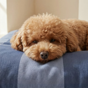 Lit pour animaux déhoussable et antitaches Romani Bleu