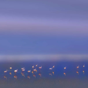 Affiche Flamants Tôt le matin Affiche + cadre en bois - Chêne