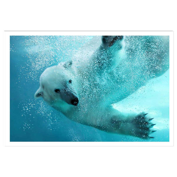 Affiche ours blanc en plein plongeon Affiche seule