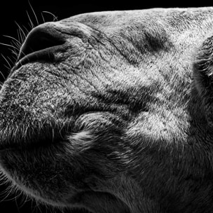 Poster animaux Portrait de chameau Affiche sous cadre noir