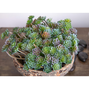 Aoenium Succulent. Altezza 12 Cm - Pezzi 12 - 10X12X8cm - Colore: Verde - Bianchi Dino - Piante Artificiali