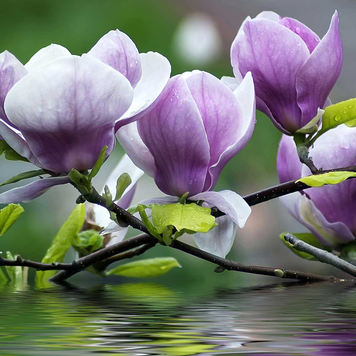 Tableau fleurs de magnolia Tableau alu Dibond