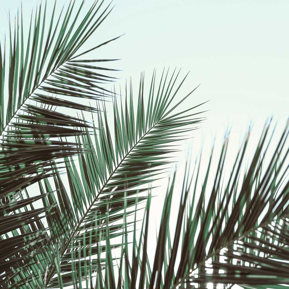 Poster palme verte Affiche sous cadre noir