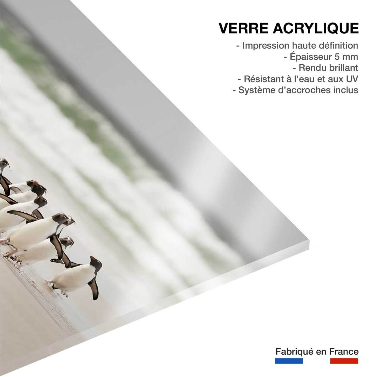 Tableau animaux pingouins Tableau plexiglas