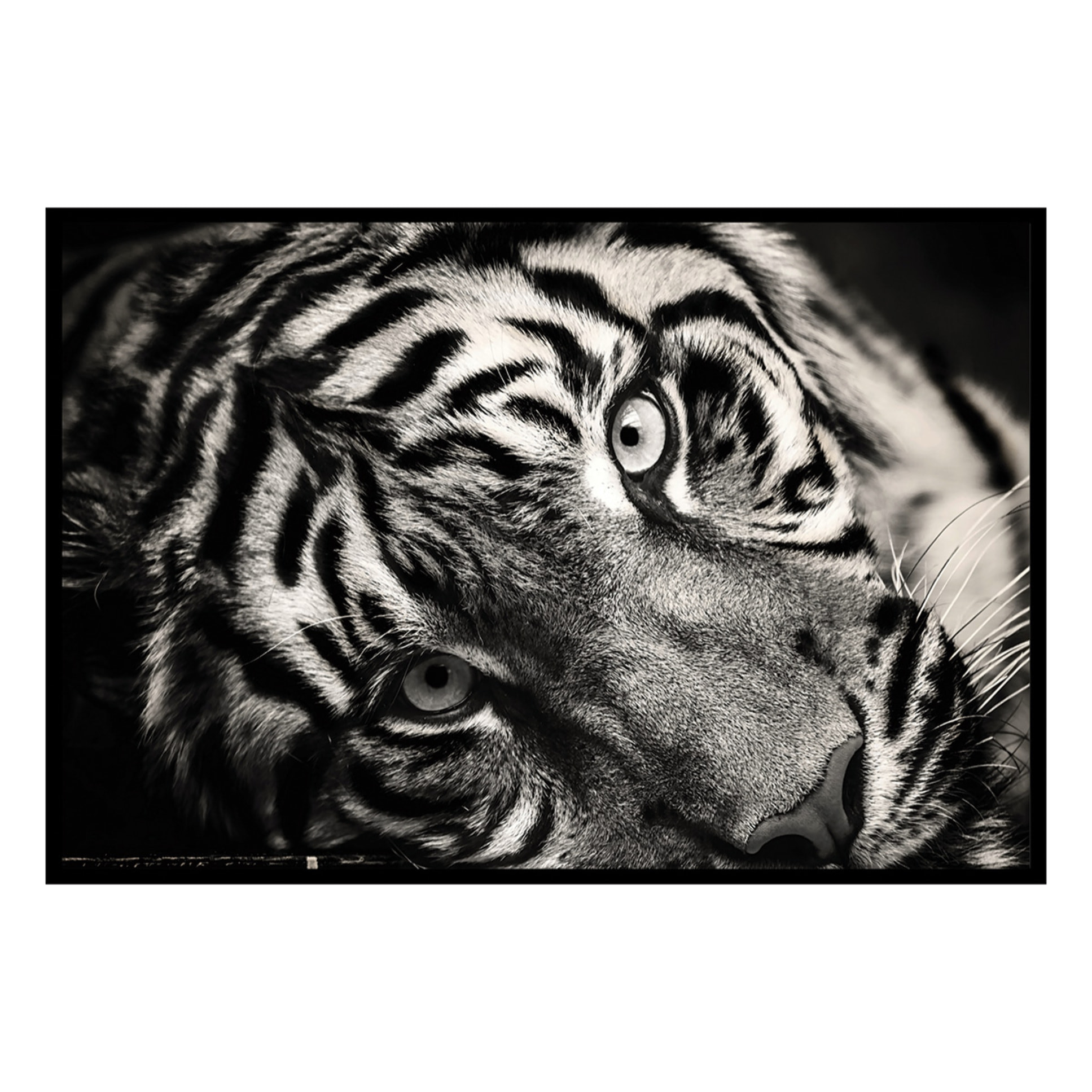 Affiche encadrée tigre noir et blanc Affiche + cadre en métal - Noir