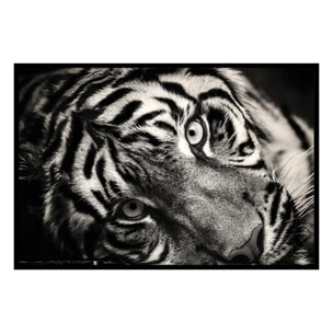 Affiche encadrée tigre noir et blanc Affiche + cadre en métal - Noir