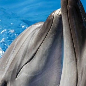 Affiche encadrée dauphins en duo dans l’océan Affiche + cadre en métal - Noir