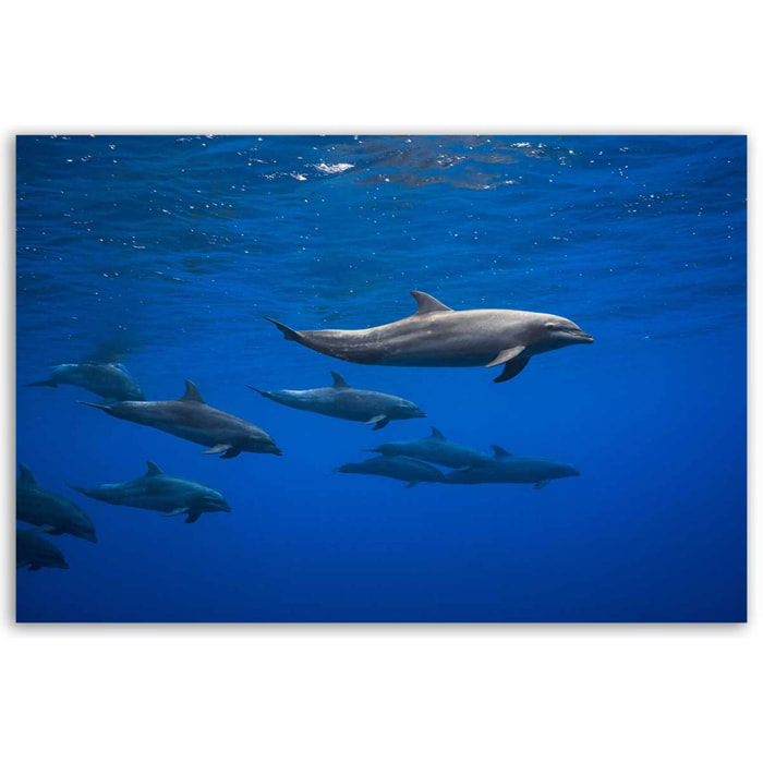 Tableau fond marin Dauphins course en famille Toile imprimée