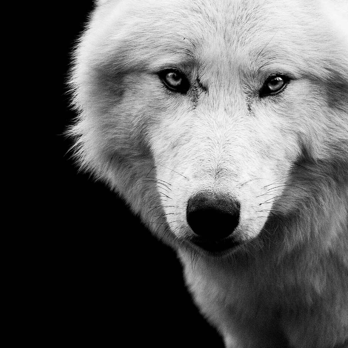 Affiche encadrée loup blanc sur fond noir Affiche + cadre en métal - Noir