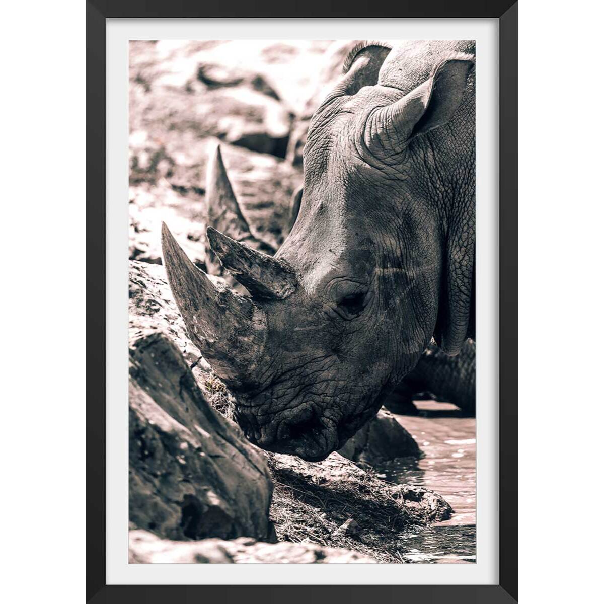 Affiche rhinoceros Affiche + cadre en bois - Noir