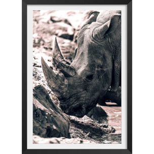 Affiche rhinoceros Affiche + cadre en bois - Noir