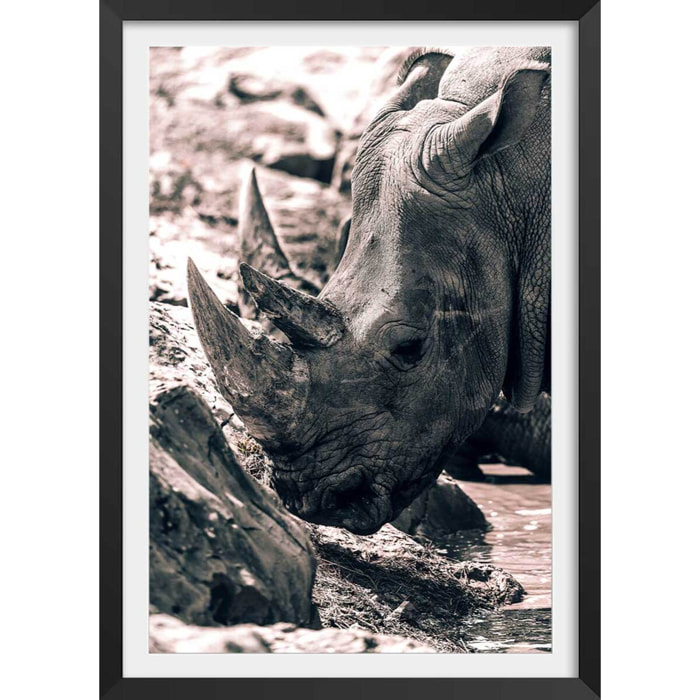 Affiche rhinoceros Affiche + cadre en bois - Noir