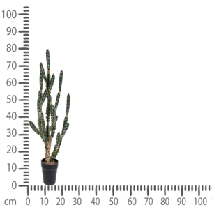 Cactus Euphorbia Con Vaso. Altezza 84 Cm - Pezzi 1 - 30X84X30cm - Colore: Altro - Bianchi Dino - Piante Artificiali