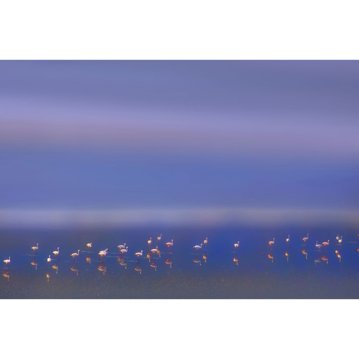 Tableau Flamants Tôt le matin Tableau alu Dibond