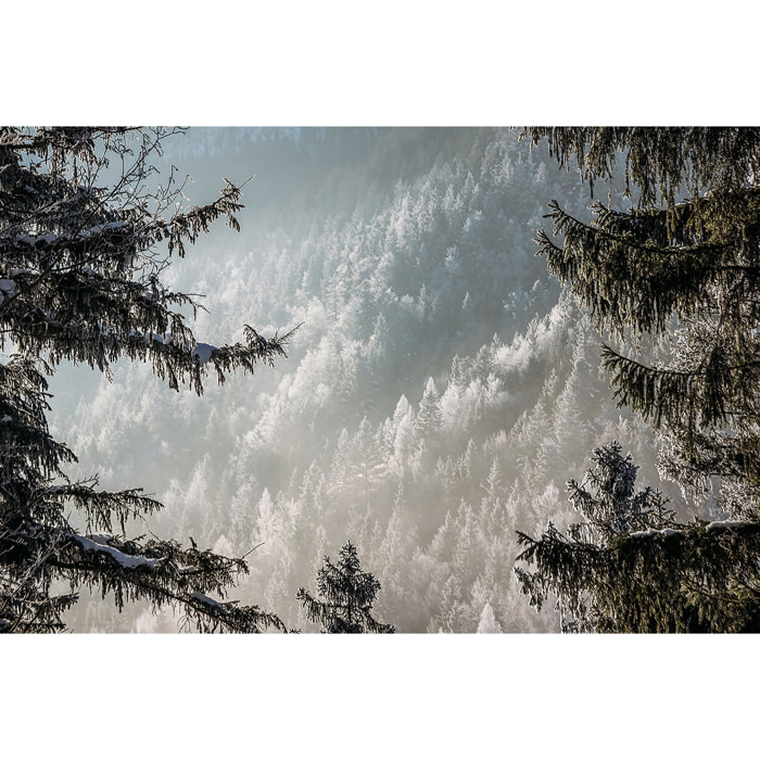 Tableau forest in fog drama Toile imprimée