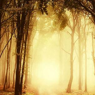 Affiche encadrée forêt dorée et chemin lumineux Affiche + cadre en métal - Noir