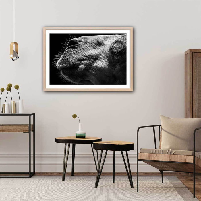 Poster animaux Portrait de chameau Affiche sous cadre bois