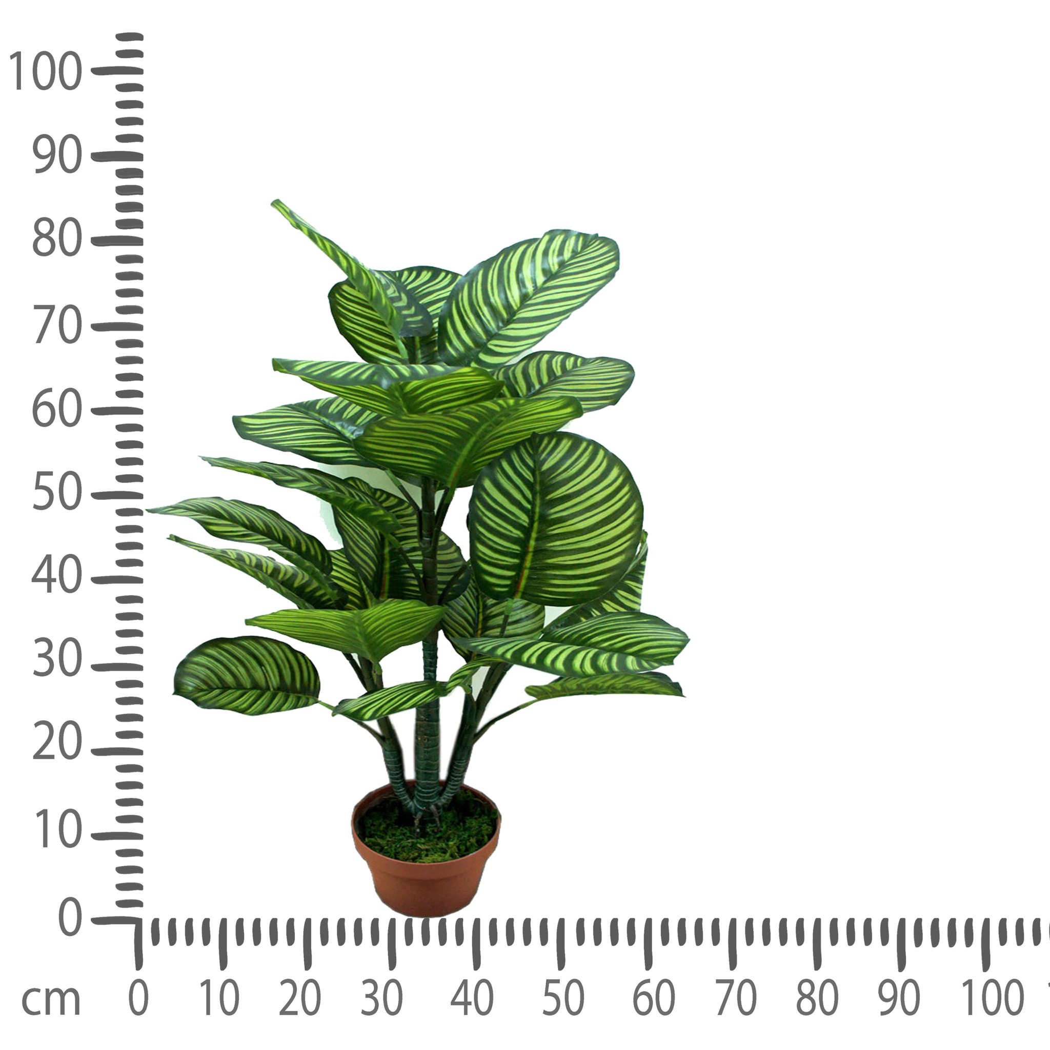 Calathea In Vaso Con 22 Foglie. Altezza 85 Cm - Pezzi 1 - 65X85X50cm - Colore: Verde - Bianchi Dino - Piante Artificiali