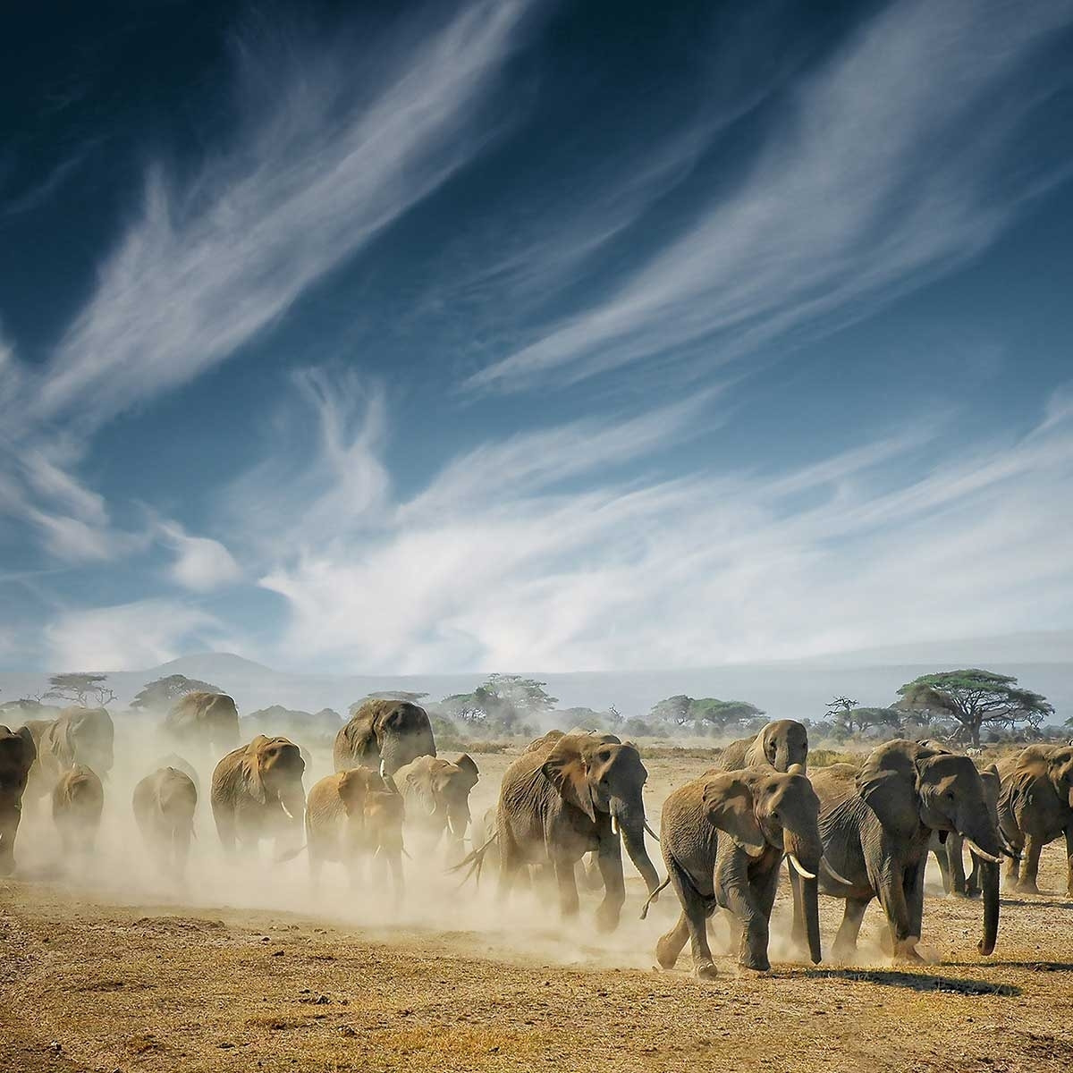 Tableau animaux elephant family Toile imprimée