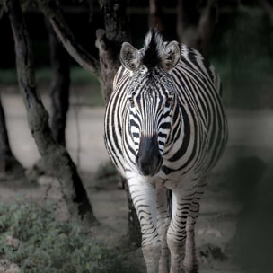 Affiche animaux zèbre en balade Affiche sous cadre bois