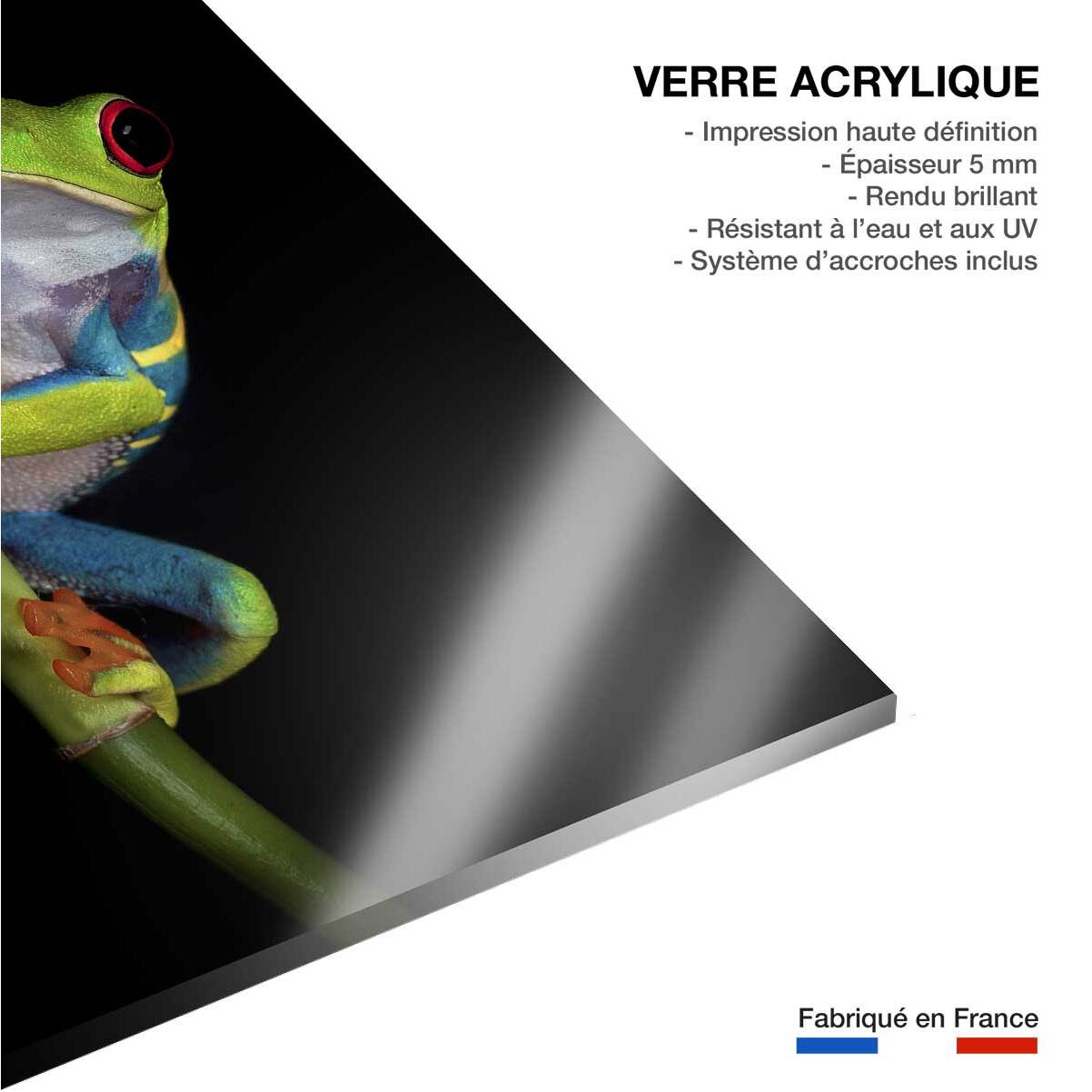 Tableau animaux Grenouille Tableau plexiglas