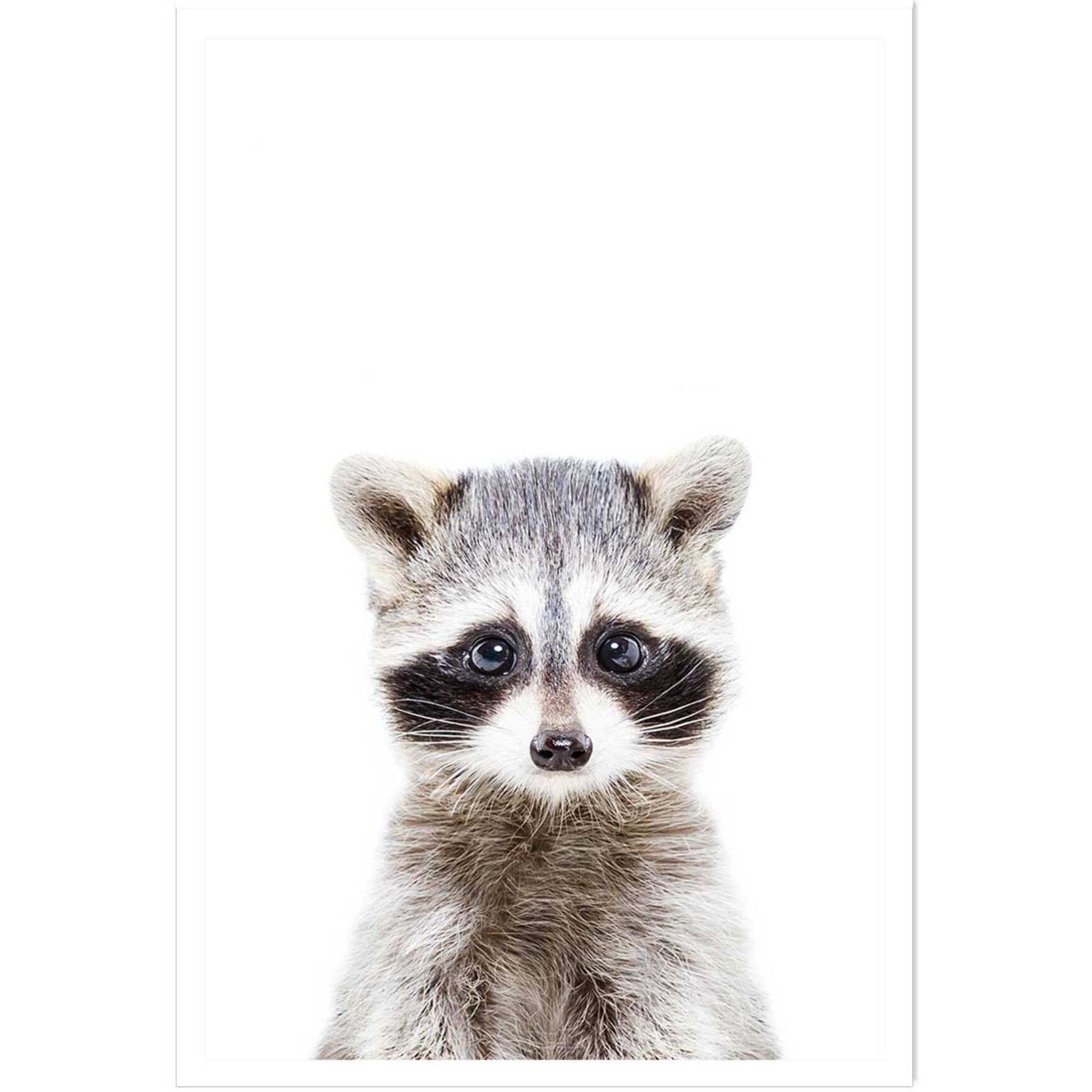 Affiche enfant bébé raton laveur  Affiche seule