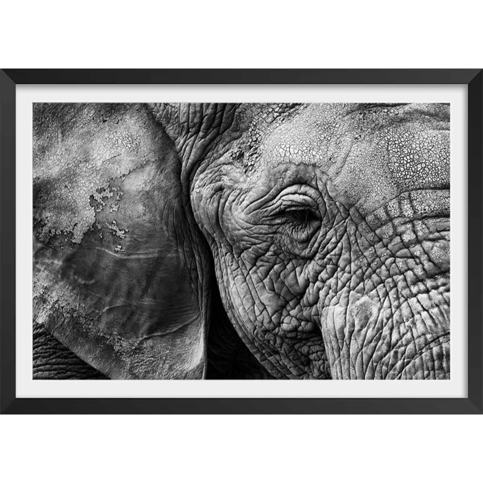 Affiche animaux Peau d'éléphant Affiche + cadre en bois - Noir