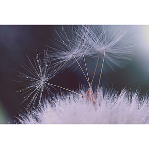 Tableau fleurs dandelion seeds Toile imprimée