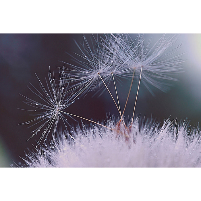 Tableau fleurs dandelion seeds Toile imprimée