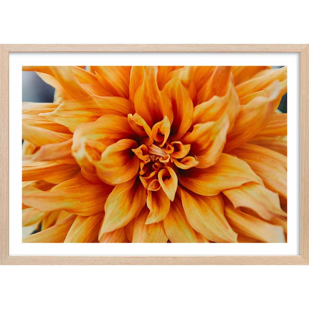 Affiche fleurs coeur de chrysanthème Affiche + cadre en bois - Chêne