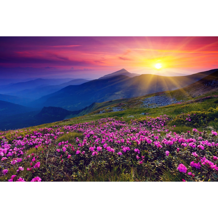 Tableau champ de fleurs Tableau alu Dibond