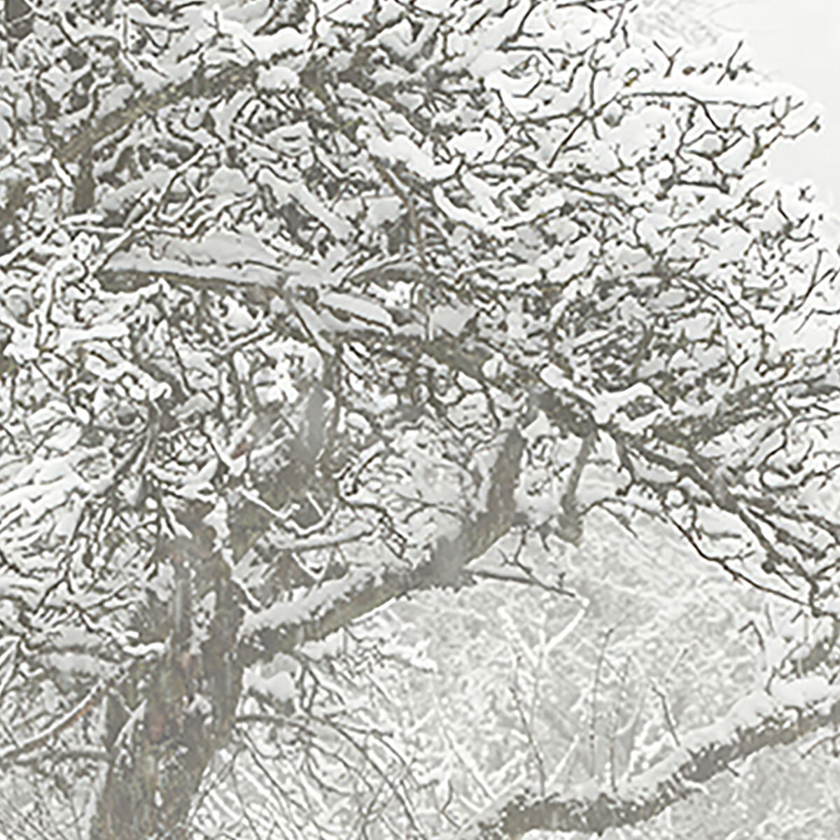 Papier peint panoramique L'hiver arrive  Intissé