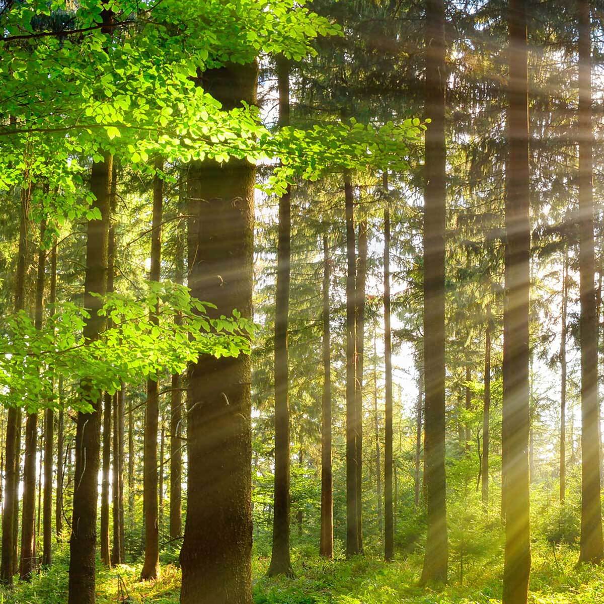 Tableau forêt verte baignée de lumière Toile imprimée