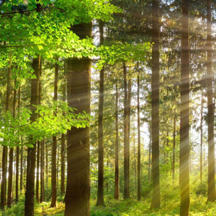 Tableau forêt verte baignée de lumière Toile imprimée