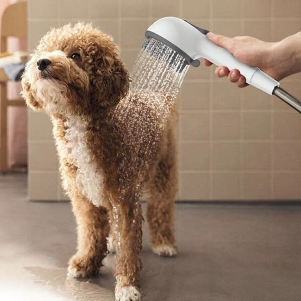 Douchette à main pour chien 4 fonctions, plastique, blanc (SATBSRS24)