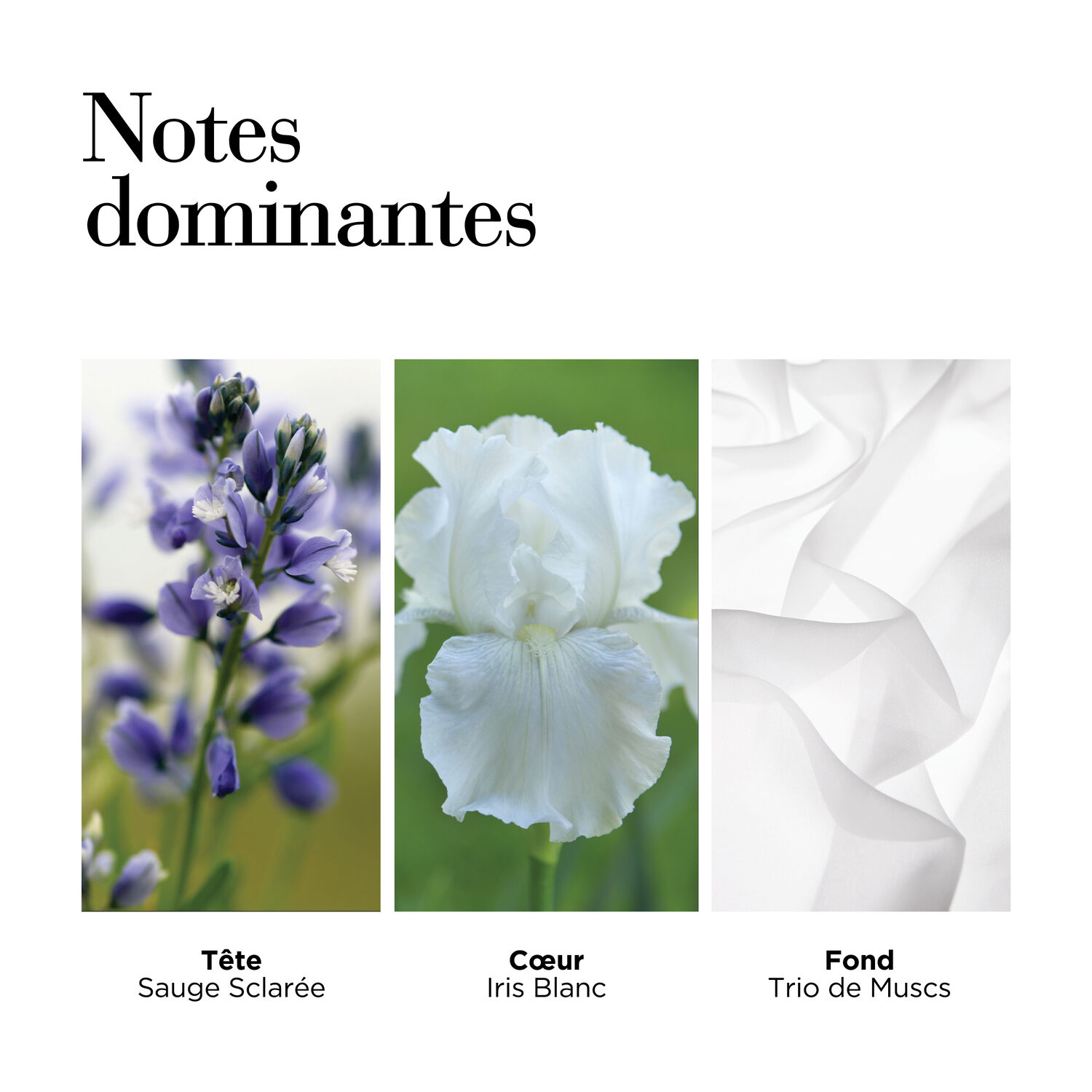 White Tea - Eau de Toilette