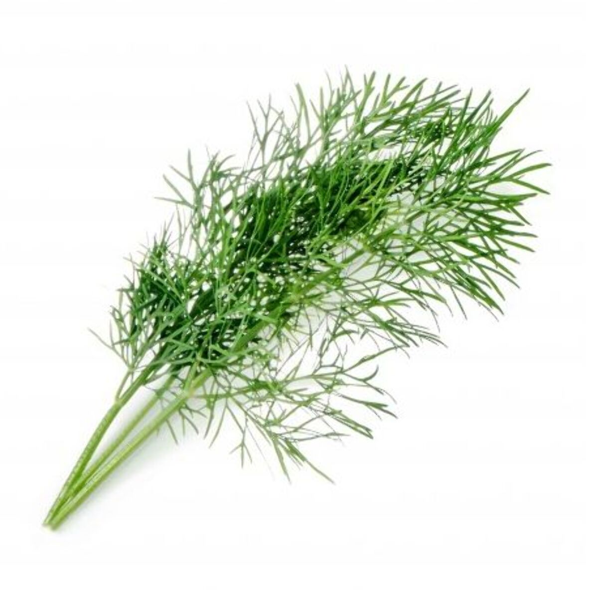 Recharge jardin d'intérieur VERITABLE Aneth BIO