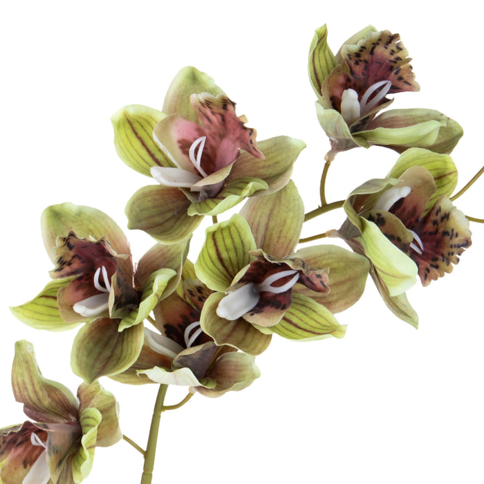 Cymbidium - Pezzi 3 - Colore: Verde - Bianchi Dino