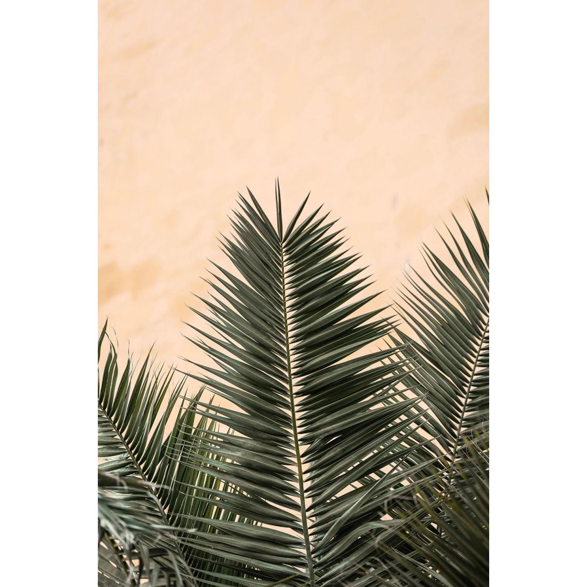 Tableau sandy palme Tableau alu Dibond