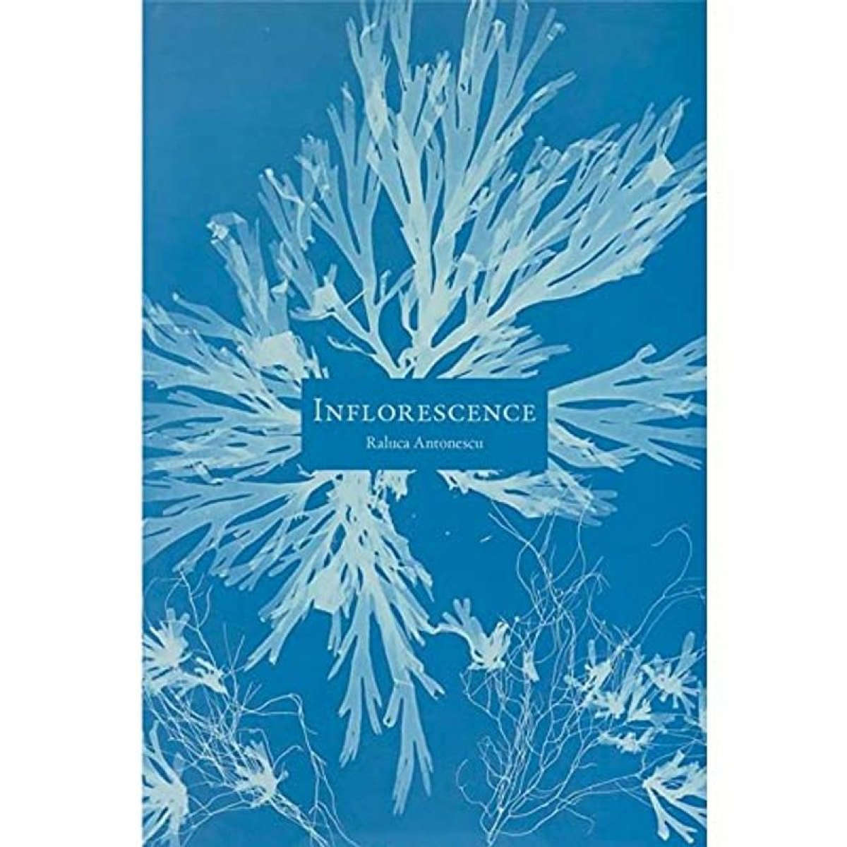 Antonescu, Raluca | Inflorescence | Livre d'occasion